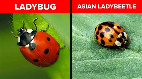 are there fake ladybugs